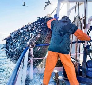 В российской рыбной отрасли создана правовая основа социального партнерства 